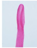 <ul><li><p>Diphyllbothrium datum (fish tapeworm) </p></li><li><p>causes Diphyllobothriasis</p></li></ul><p></p>