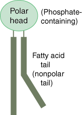 <p>a lipid consisting of a glycerol bound (hydrophilic) to two fatty acids (hydrophobic) and a phosphate group (hydrophilic)</p>