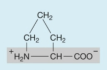 <p><strong>Hydrophobic</strong> (<strong>nonpolar</strong>) amino acids</p><ul><li><p><strong>only</strong> secondary acid</p></li></ul><p></p>