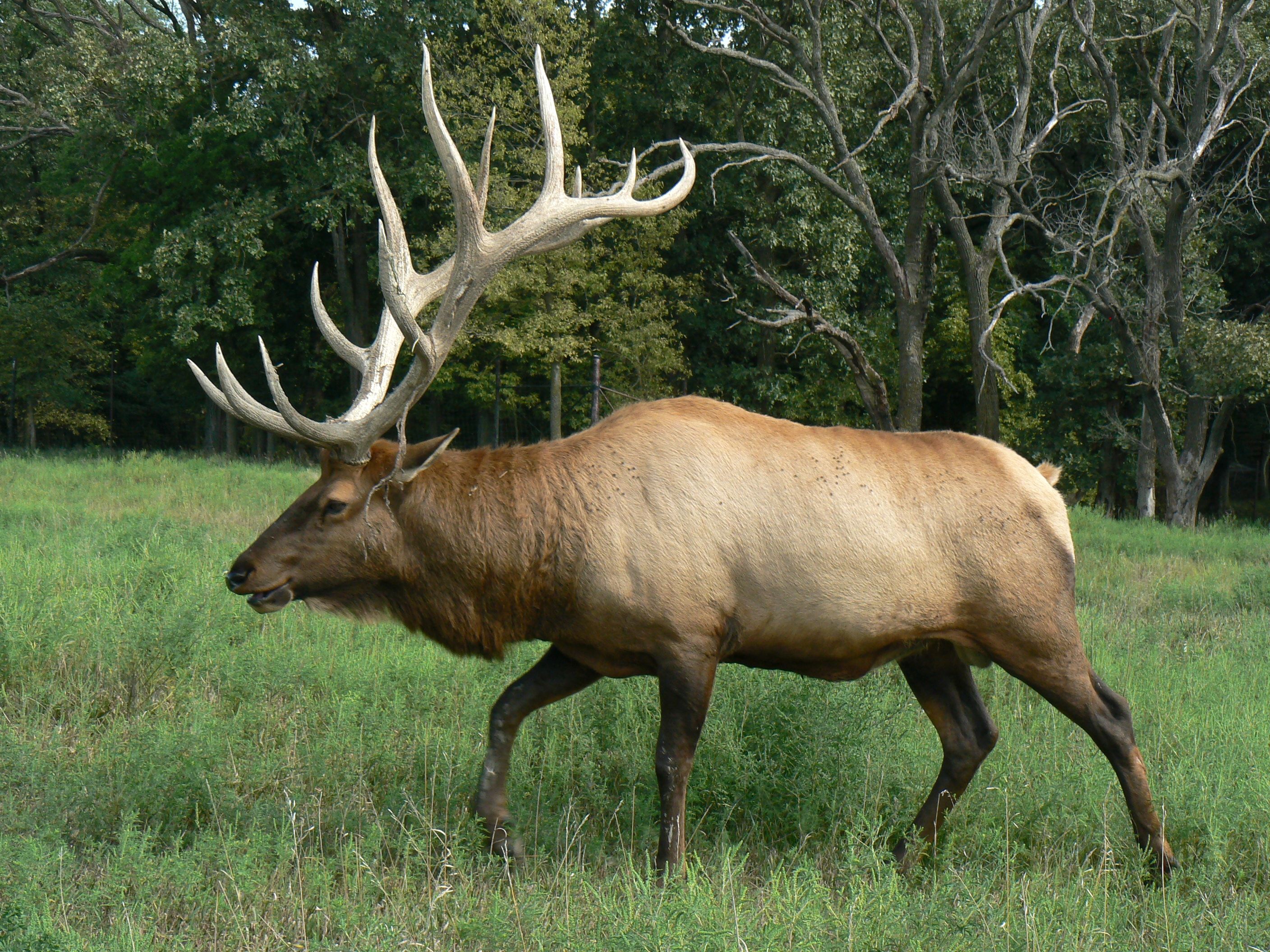 <p>Elk</p>