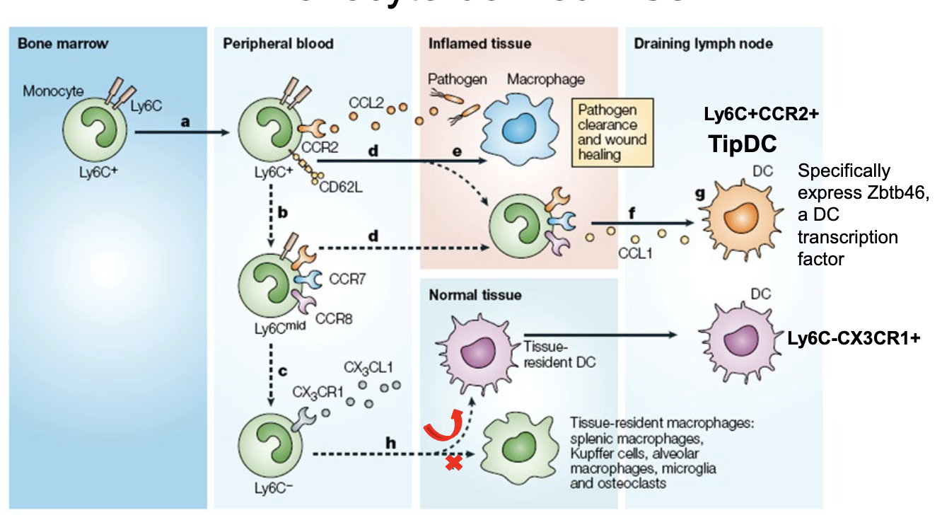 <p>-resident monocytes (patrolling blood vessels- more involved in tissue repair not highly inflammatory)</p><p><span>-mice subset bigger monocytes and have high levels of CD11c</span></p><ul><li><p><span>Monocytes are a precursor of inflammatory DCs in infected or inflamed tissue</span></p></li><li><p><span>Monocytes contribute to CD103-CD8a-CD4-CD11b+ cDCs in the steady state.</span></p></li><li><p><span>Specifically express Zbtb46, a DC transcription factor</span></p></li></ul><p>when have pathogen infection CCL2 + monocytes will follow the gradient enter inflammatory cite and a small portion will become DC</p><p>TipDC: TNF, iNOS, (produce large amounts of TNF and very inflammatory)</p>