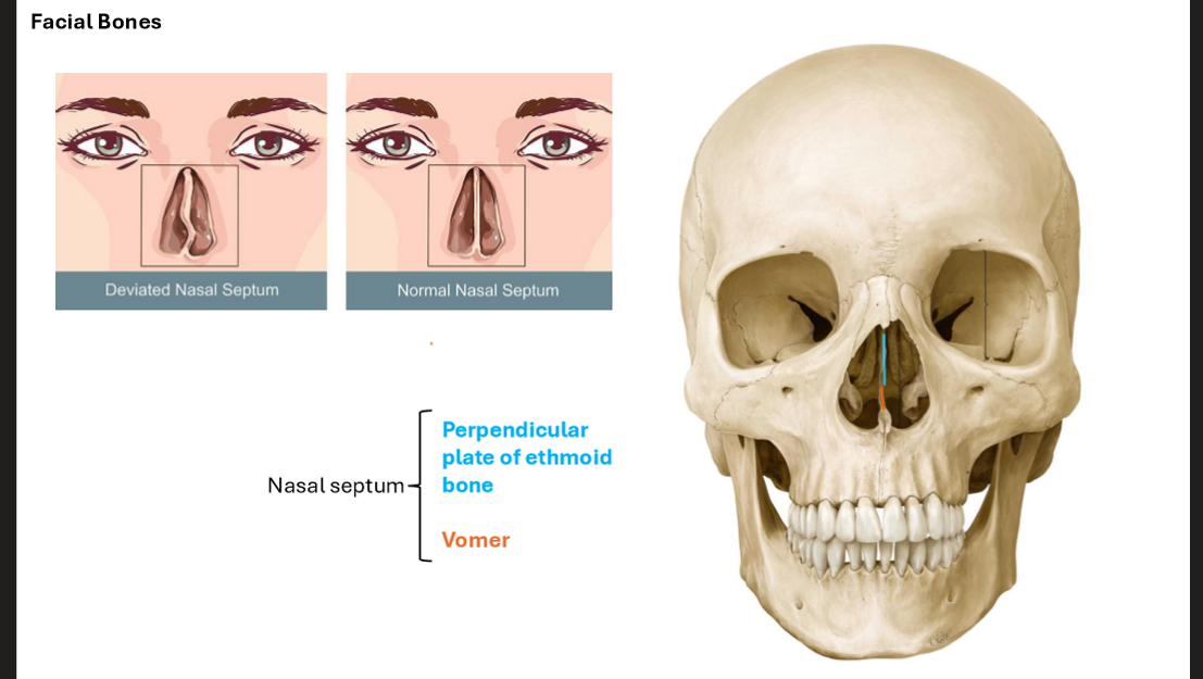 <p>Superior → Perpendicular plate of ethmoid bone</p><p>Inferior → Vomer</p>