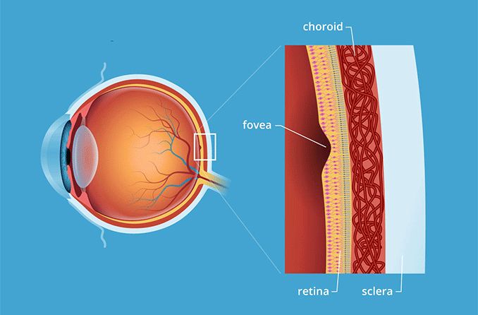 <p>area of keenest vision at the center of the macula on the ocular fundus </p>
