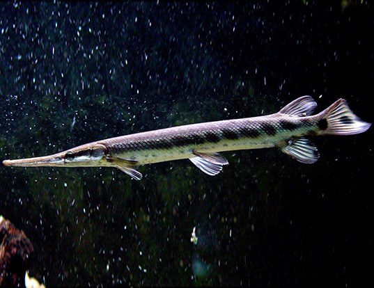 <p>ganoid scales; black spots on fins, paired fins usually lack spots</p>