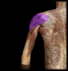 <p>innervation: axillary nerve</p>