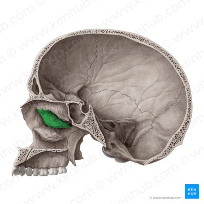 <p>“structure” “down inside each nostril</p>