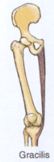 <p>adduction/rotation of thigh (hip joint)</p><p>anterior part flexes thigh (hip joint)</p><p>posterior part extends thigh (hip joint)</p>