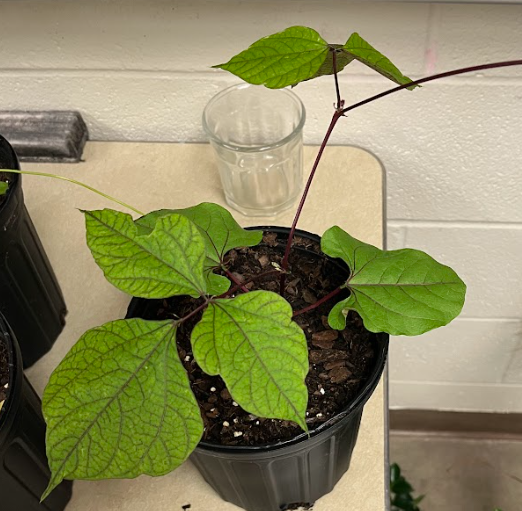 <ul><li><p>top of leaf is green</p></li><li><p>bottom of leaf is purple</p><ul><li><p>along with stem and sometimes top of leaf during winter</p></li></ul></li><li><p>hard seed structure</p></li></ul><p></p>