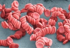 <p>single file of stacked RBCs</p>