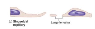 <p>large openings or gaps in endothelial lining allowing large formed elements such as proteins to pass</p><ul><li><p>located in liver, spleen, bone marrow allowing large molecules and even cells to diffuse across membrane</p></li></ul><p></p>