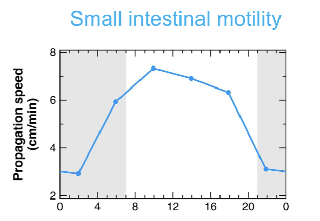 <ul><li><p>peaks around midday </p></li><li><p>Lowest during night/rest phase</p></li></ul><p></p>