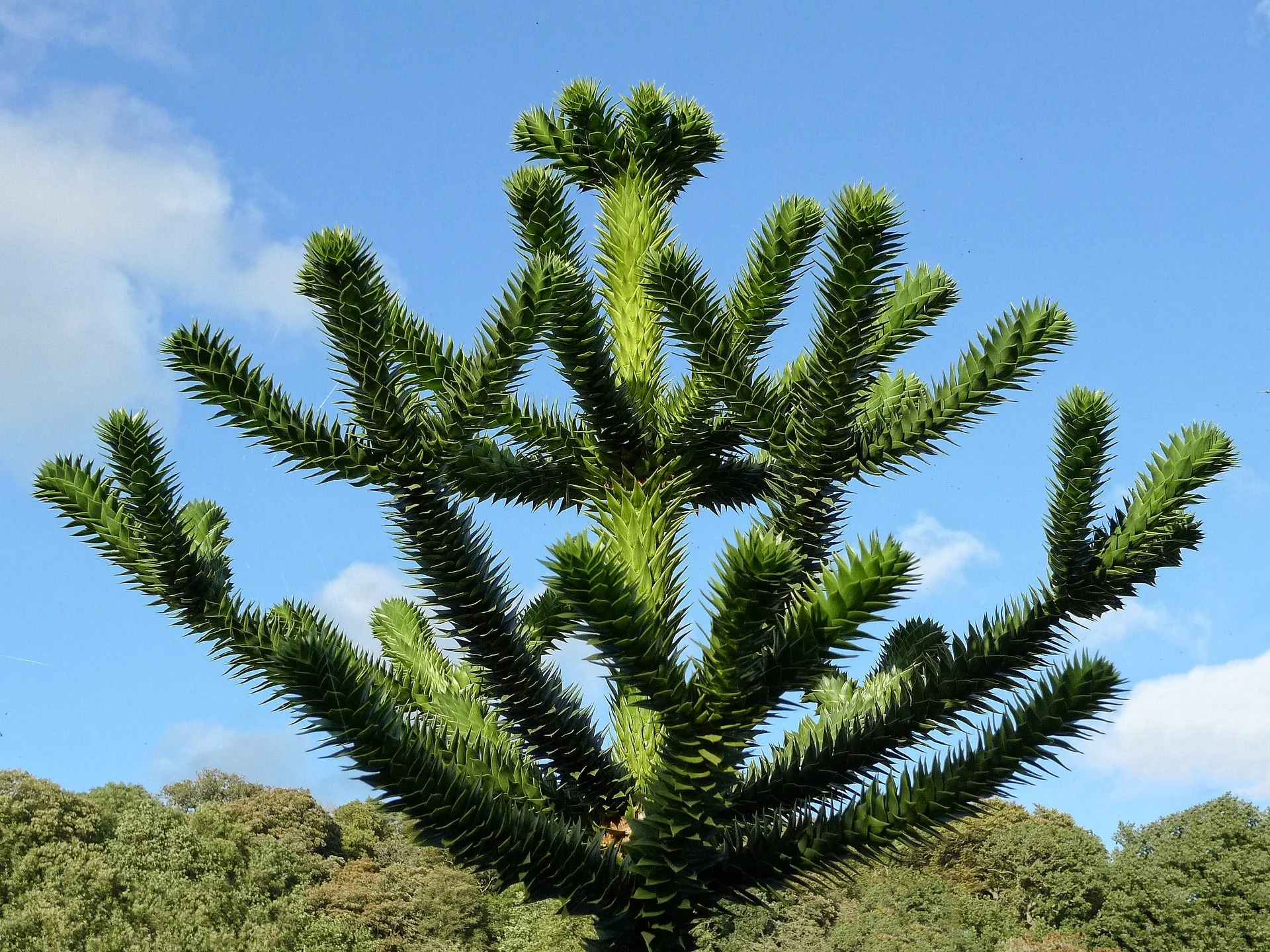 <p>Monkey Puzzle Tree</p>