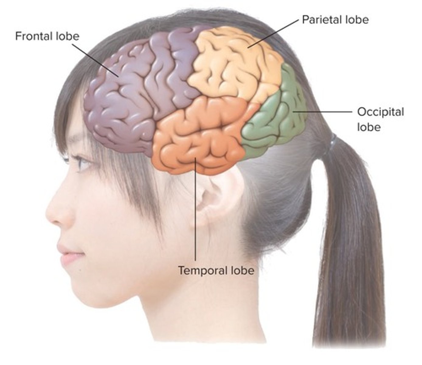 <p>Frontal, occipital, temporal, and parietal lobes.</p>
