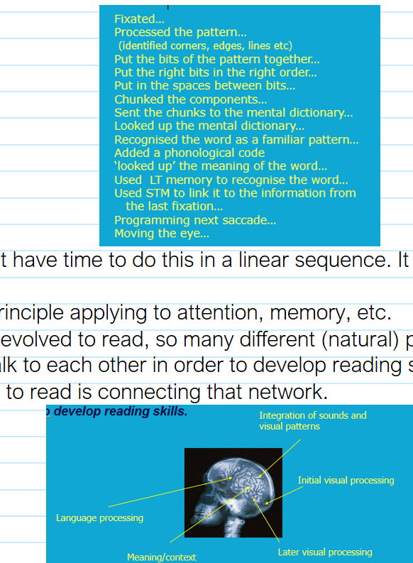 <ul><li><p><span style="font-family: "Arial Nova Light";">We each know as many as 100k word forms. A typical reader identifies 2 or 3 a second. Even with presentation rates as high as 10 per second, word meanings get activated. Identification takes 200 ms.</span></p></li><li><p><span style="font-family: "Arial Nova Light";">How is this done?</span></p></li><li><p><span style="font-family: "Arial Nova Light";">Here, a fixation point is given. Then a word, then hashtags and either a d or k (e.g.) to say which (single letter) was in that location. You have to know what the word was to know whether d or k.</span></p></li><li><p><span style="font-family: "Arial Nova Light";">There was also a letter condition and non-word condition.</span></p></li><li><p><span style="font-family: "Arial Nova Light";">Word condition was fastest, then non-word, then letter. Because context that it is presented in, makes all the difference. We do not recognise word as W-O-R-D, letter by letter, but spreading activation means that by the time you get to D, the whole WORD is activated. It is not linear, that is why.</span></p></li><li><p><span style="font-family: "Arial Nova Light";">Recall how fast the saccades and fixations happen. Therefore, within about 350 ms has…</span></p></li></ul><p></p><ul><li><p><span style="font-family: "Arial Nova Light";">The brain does not have time to do this in a linear sequence. It has to be interactive.</span></p></li><li><p><span style="font-family: "Arial Nova Light";">This becomes a principle applying to attention, memory, etc.</span></p></li><li><p><span style="font-family: "Arial Nova Light";">The brain has not evolved to read, so many different (natural) parts of the brain need to learn to talk to each other in order to develop reading skills. Creating a network. Learning to read is connecting that network.</span></p></li></ul><p></p>