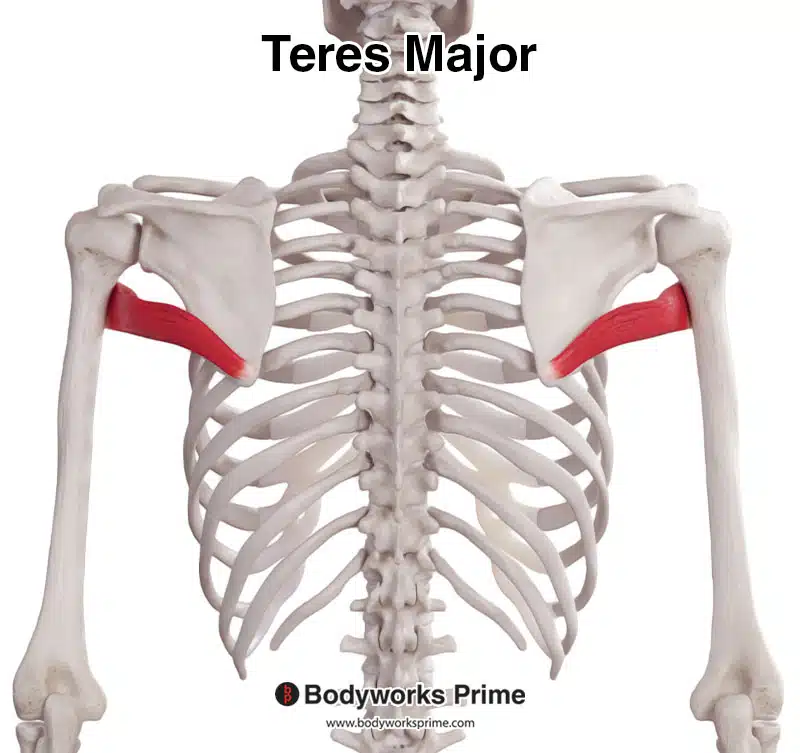 <p><span style="background-color: transparent;">Posterior of scapula; humerus | Extension; adduction</span></p>