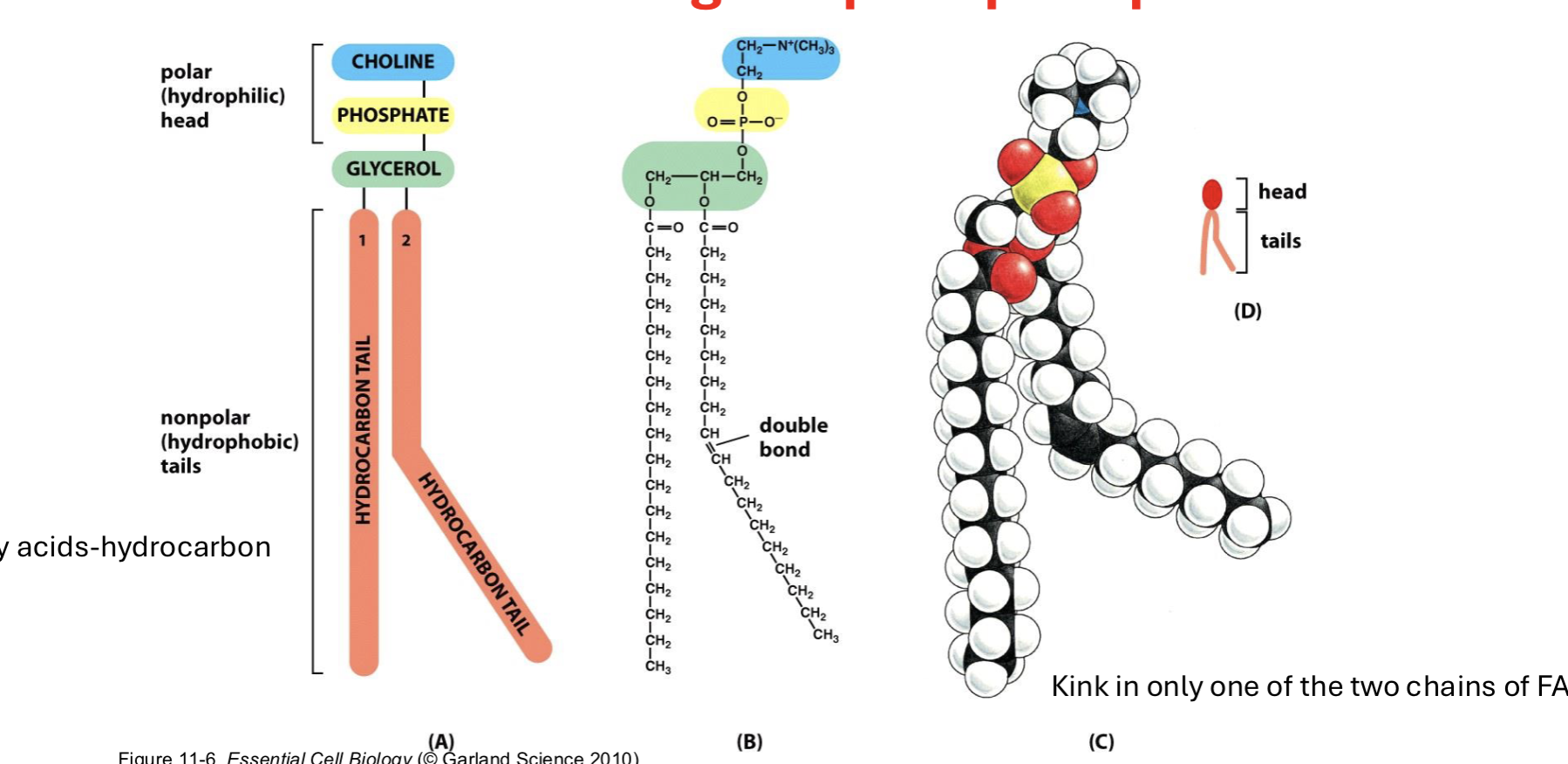 <p>what causes the kink in hydrocarbon tail of phosphatidylcoline? </p>