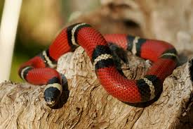 <p>Kingsnake</p>