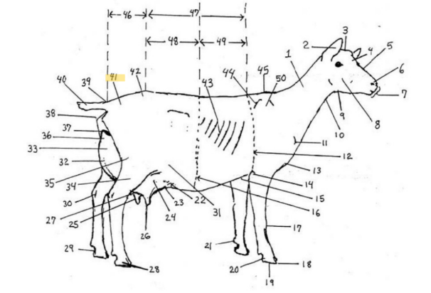 knowt flashcard image