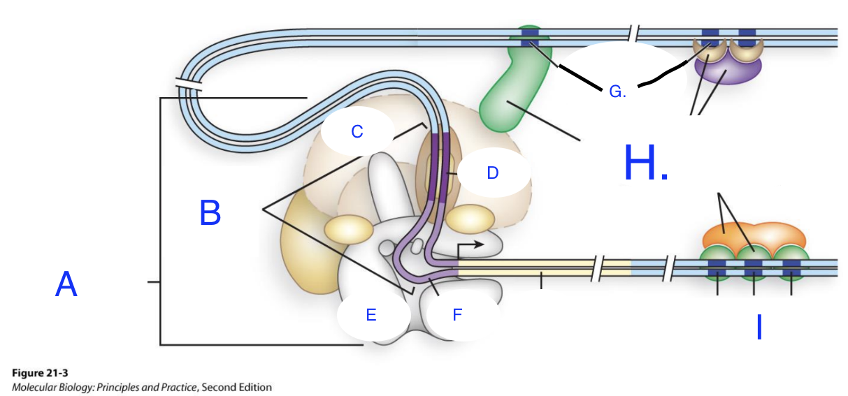 <p>Match the letters in the diagram to parts of gene for transcription below (hint: some of the terms below may or may not be repeated) : <br>Regulatory Sequences <br>Transcription activators and co-activators  <br>Gene <br>Promoter <br>TATA <br>POl II<br>General transcription factors <br>Inr (the initiator element)<br>General Transcription Factors  <br>TFIID</p>