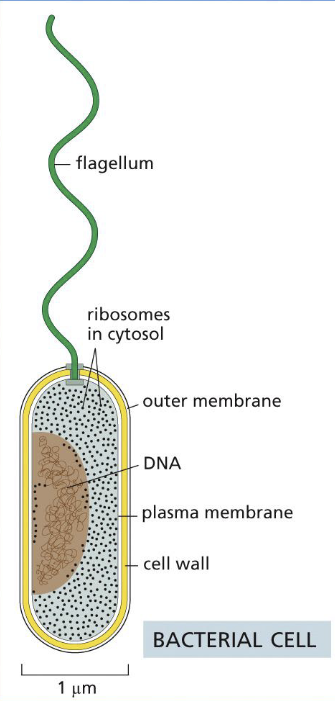 <p>prokaryotic cells</p>