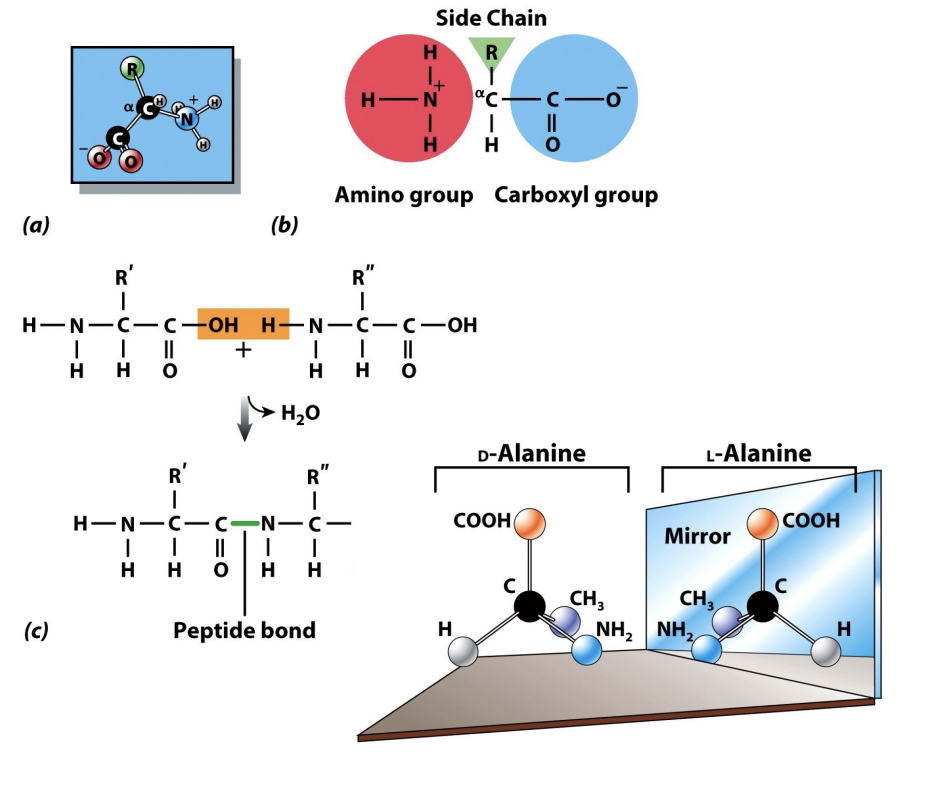<p>EACH amino acid features a <strong>central α-carbon</strong>, an <strong>amine </strong>group, a <strong>carboxyl </strong>group, and a unique <strong>variable R group </strong>(dictates if that specific building block is hydrophobic, hydrophilic, or charged). In nature, amino acids predominantly exist as the L (LOSER) stereoisomer, which is crucial for protein structure and function.</p><p></p><p>Amino acids link together through peptide bonds, forming long polypeptide chains that fold into functional proteins.</p><p></p>