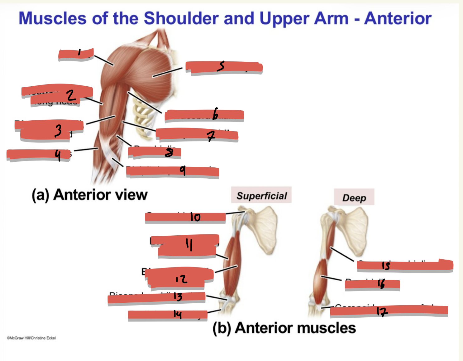 <p>what is 17</p>