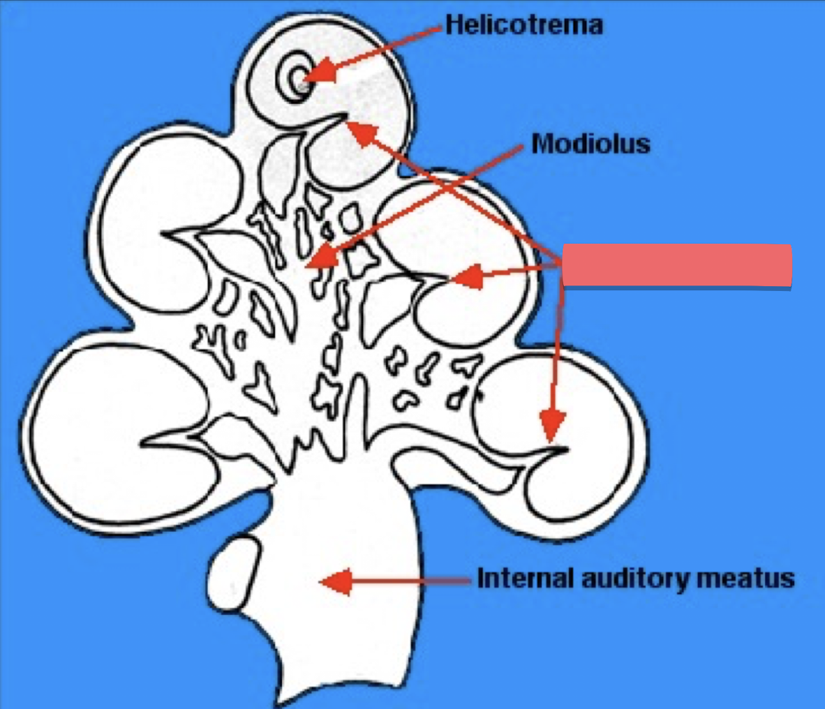 <p>each layer of tube of cinnamon roll</p>