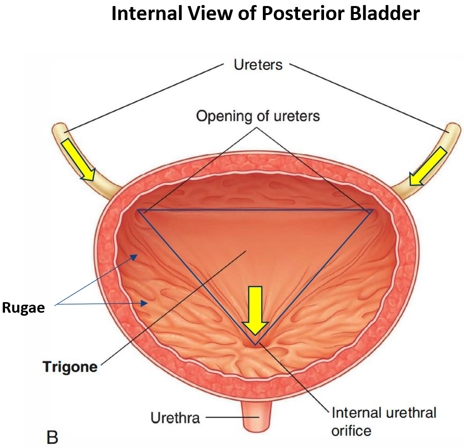 <ul><li><p><strong>Ureteric orifices</strong>: where ureters enter bladder</p></li><li><p><strong>Trigone</strong>: smooth triangular region formed by</p><ul><li><p>2 <strong>ureteric openings</strong></p></li><li><p><strong>internal urethral orifice</strong></p></li><li><p><em>Taute; don’t want opening to be compromised as bladder fills</em></p></li></ul></li><li><p><strong>Rugae</strong>: mucosal folds when the bladder is empty</p><ul><li><p>Allows bladder to fill & stretch</p></li></ul></li></ul><p></p>