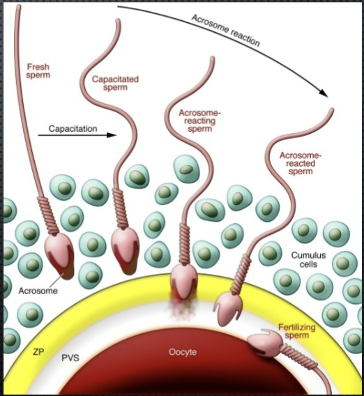 <ul><li><p>during fertilization</p></li><li><p>Ordered, highly specialized exocytosis</p></li><li><p>allows release of enzymes</p></li><li><p>digests zona pellucida</p></li></ul><p></p>