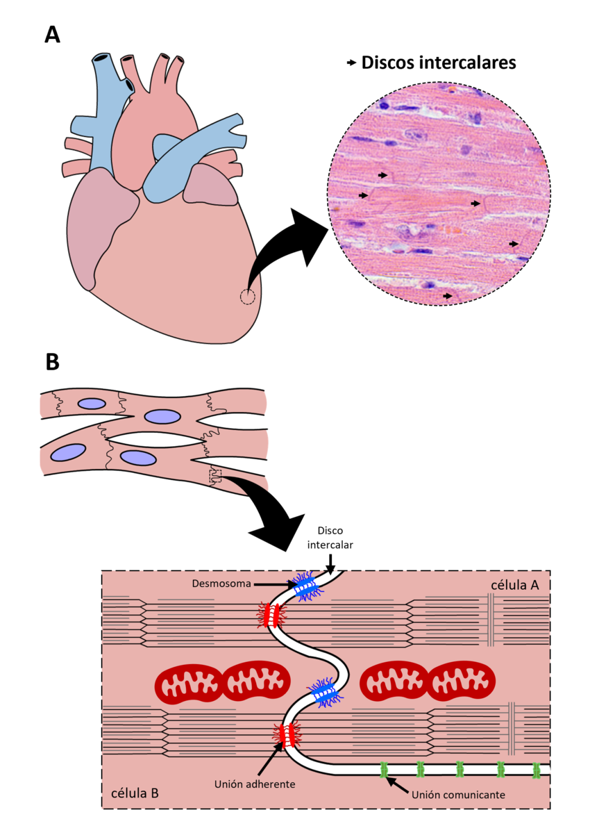 <p><span style="color: red;"><strong>Discos intercalados</strong></span></p>