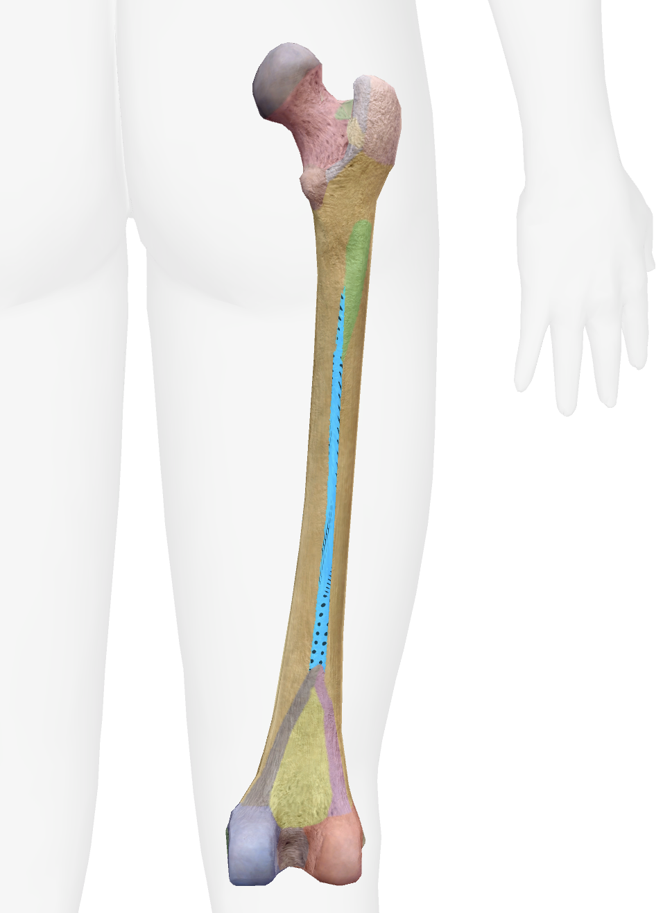 <p>What is this part of the femur </p>