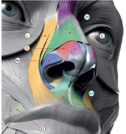 <ul><li><p>Nasal ( alar and transverse)</p></li><li><p>depressor septi nasi</p></li><li><p>dilator naris anterior </p></li><li><p>LLSAN (levator labii superioris alaeque nasi)</p></li></ul><p></p><p></p>