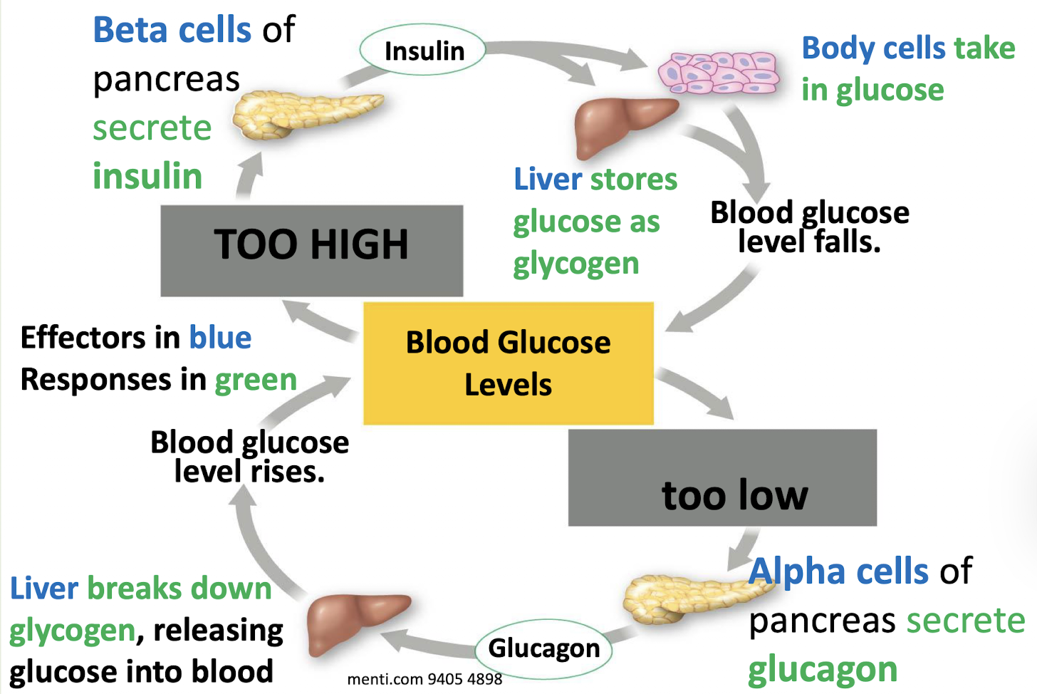 <ul><li><p>Increase in insulin levels</p><ul><li><p>Blood glucose levels decrease</p></li><li><p>Glucose uptake by cells increases</p></li><li><p>Glycogen formation increases</p></li></ul></li><li><p>Decrease in insulin levels</p><ul><li><p>Blood glucose levels remain elevated</p></li><li><p>Cells take in less glucose</p></li></ul></li><li><p>Increase in glucagon levels</p><ul><li><p>Increase in blood glucose levels</p></li><li><p>Increase in glycogen breakdown in the liver</p></li><li><p>More glucose released into the blood</p></li></ul></li><li><p>Decrease in glucagon levels</p><ul><li><p>Reduced ability to raise blood sugar during fasting</p></li><li><p>Risk of low blood sugar</p></li></ul></li></ul><p></p>