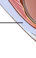 <p>outermost layer of eye, on top of choroid </p>
