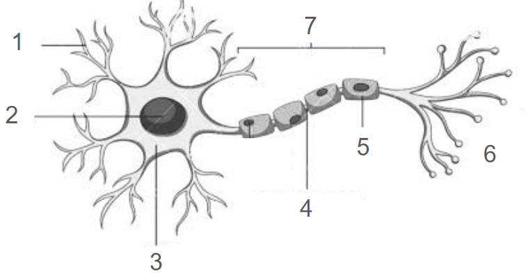 <p>Label the diagram of the neruon. </p>
