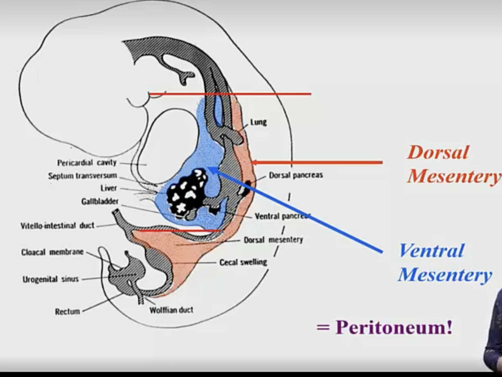 <ul><li><p>ventral mesentery (septum transversum — precursor to the diaphragm)</p></li><li><p>dorsal mesentery (a layer of peritoneum that connects these lower gut portions to the posterior body wall)</p></li></ul><p></p>