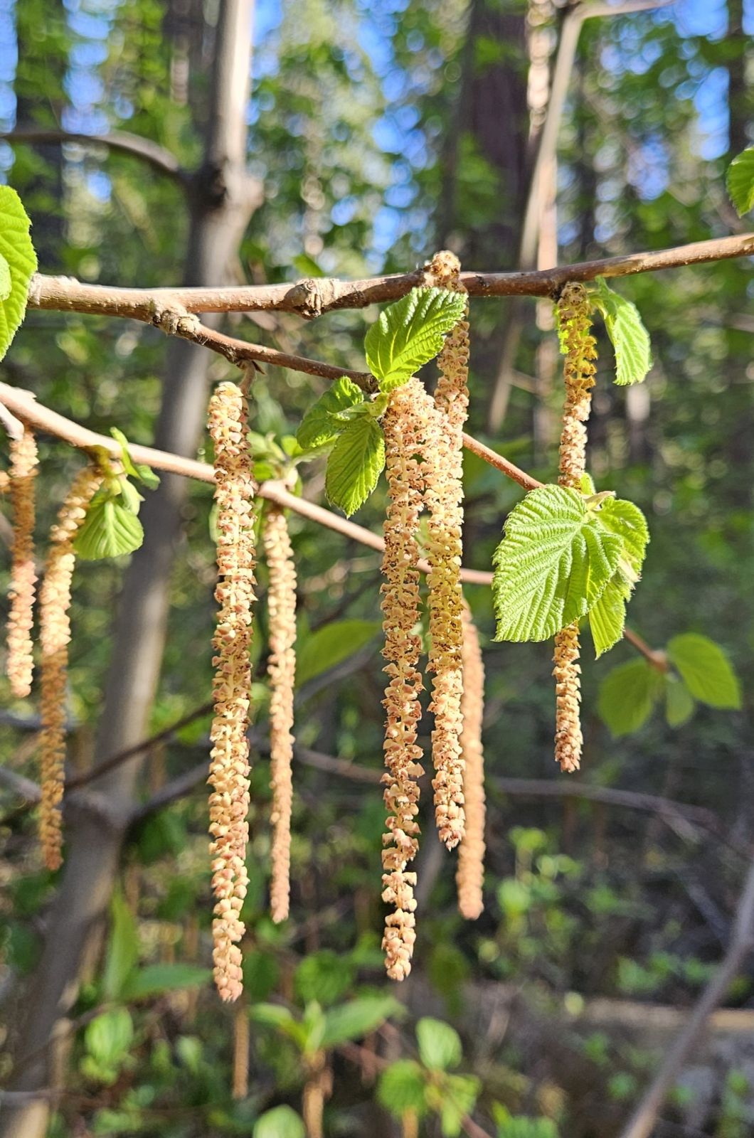 <p>Beaked hazelnut</p>