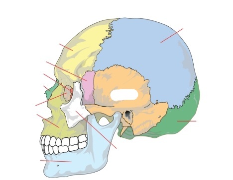 <p>Identify this bone feature covered by the white mark and define its anatomical purpose.</p>