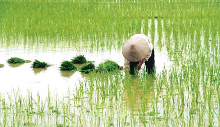 <p>mạ</p>