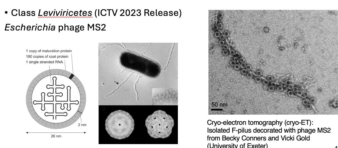 <p>Class<em> Leviviricetes</em> (ICTV 2023 Release)</p><p style="text-align: left;"><em>→ Escherichia</em> phage MS2</p><ul><li><p style="text-align: left;">just maturation proteins + coat proteins + ssRNA</p></li></ul><p>[f-pili (appendices) attach to phages]</p>