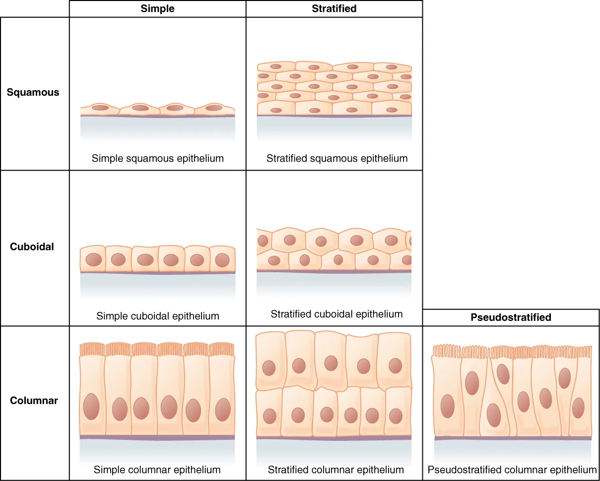<p>1) simple = one layer</p><p>2) stratified = two or more layers</p><p>3) pseudostratified = epithelia that appear to be stratified, but are actually simple (they look like two layers but are actually one). Can only be columnar cells because of their thicknes, so when they become crowded, the nuclei become displaced</p>
