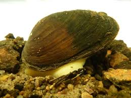 <p>What is this animal’s class?</p>