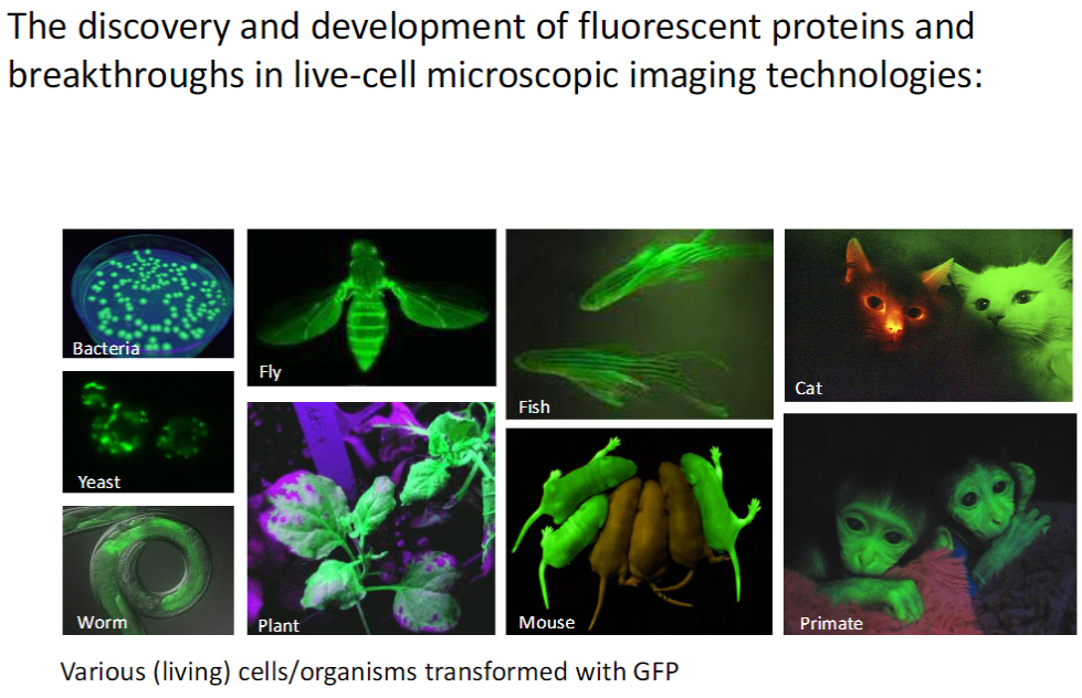 <p><strong>Transformed Organisms</strong><br> <strong>Bacteria, Yeast, Worm, Fly, Plant, Fish, Cat, Mouse, Human, Primate</strong></p><p><strong>Purpose</strong><br> Visualize <strong>cellular and developmental processes</strong> in <strong>living cells and organisms</strong></p><p><strong>Key Point</strong><br> <strong>GFP and its variants</strong> can be used across a wide range of <strong>species</strong> to study <strong>dynamic biological processes</strong> in real time</p>