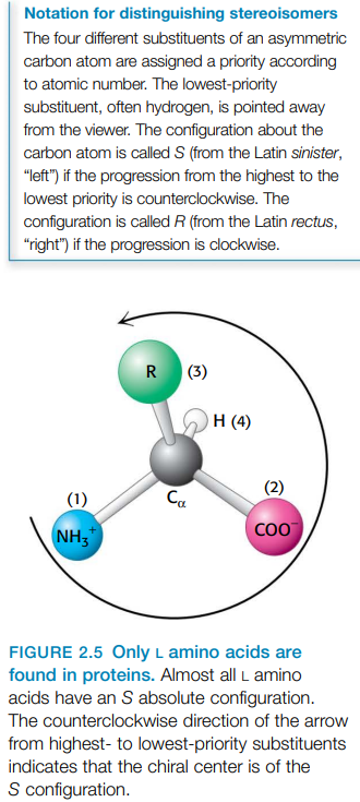 <p>1) central carbon atom (alpha carbon) </p><p>2) amino group </p><p>3) carboxylic acid group </p><p>4) hydrogen atom </p><p>5) distinctive R group (side chain) </p><p>4 different substituents of asymmetric carbon atom → assigned priority according to atomic number (lowest often H - positioned away from viewer) </p>