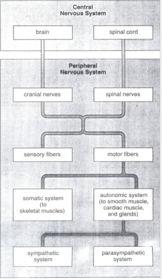 <p>all the neurons that live outside of the CNS and their axons<br>includes neurons in the retina, skin, muscles, dorsal root ganglia, and autonomic ganglia (sympathetic and parasympathetic)</p>