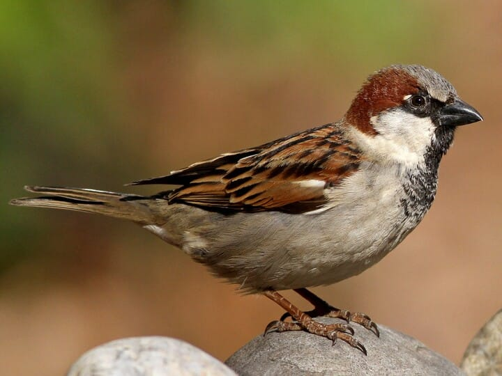 <p>House sparrow</p><p>*Must know vocalization</p>