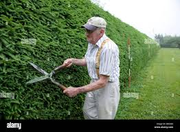 <p>The man is trimming the hedges.</p>