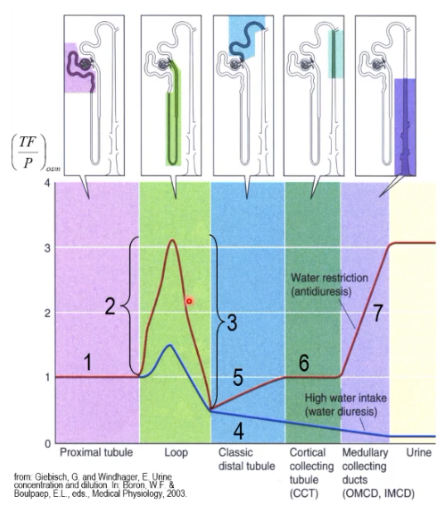 <p>Using the chart, explain what happens at each number for the anti-diuretic state</p>