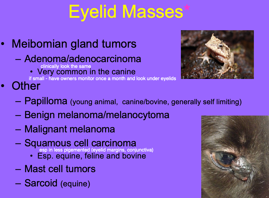 <p>Meibomian gland tumor - Adenoma/adenocarcinoma.</p><p>Papilloma.</p><p>Benign melanoma/melanocytoma.</p><p>Malignant melanoma.</p><p>SCC.</p><p>MCT.</p><p>Sarcoid.</p>
