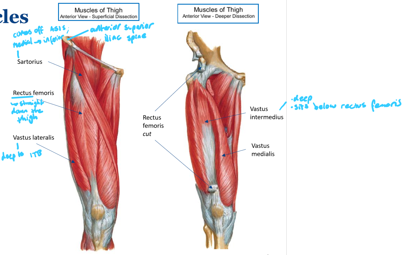 <ul><li><p><strong>Sartorius</strong>: comes off anterior superior iliac spine</p></li><li><p><strong>Quadriceps</strong> (distally converge into 1 - blend @ the patella)</p><ul><li><p><strong>Vastus medialis</strong>: doesn’t cross over pelvis → NOT Involved in thigh flexion</p></li><li><p><strong>Vastus lateralis</strong>: doesn’t cross over pelvis → NOT involved in thigh flexion</p><ul><li><p>deep to ITB</p></li></ul></li><li><p><strong>Vastus intermedius</strong></p></li><li><p><strong>Rectus femoris</strong>: thigh flexion</p></li></ul></li></ul><p></p>